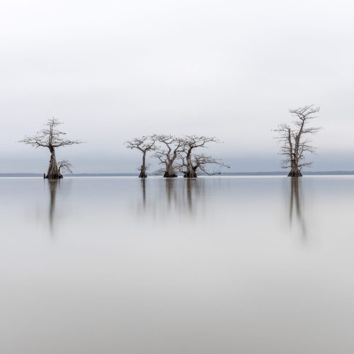 Junko Yokota - "Serenity in the Bayou"